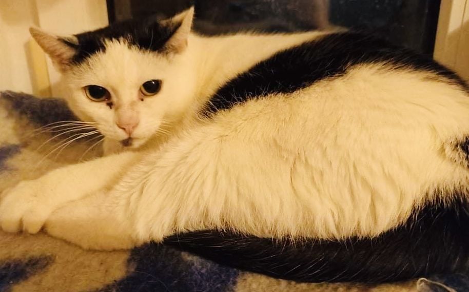 Jestem Lusia! Kochajaca kotka rozglada się za domkiem