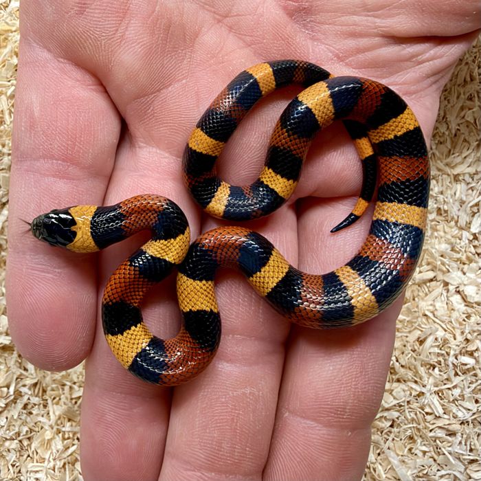 Waz mleczny Lampropeltis polyzona Campbelli mlode
