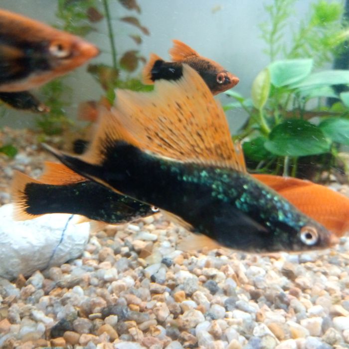 Аквариумные рыбки в ассортименте.