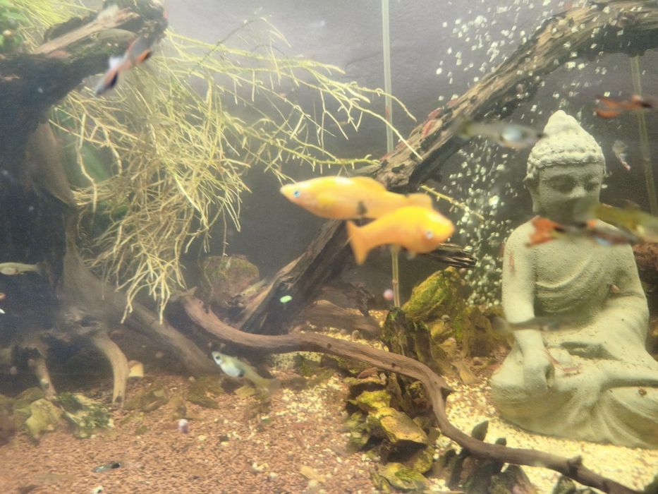 Vendo ou troco  3 Mollys