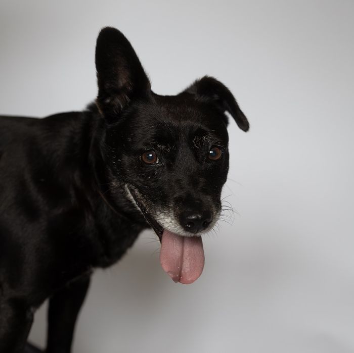 Stella-czeka na dom..