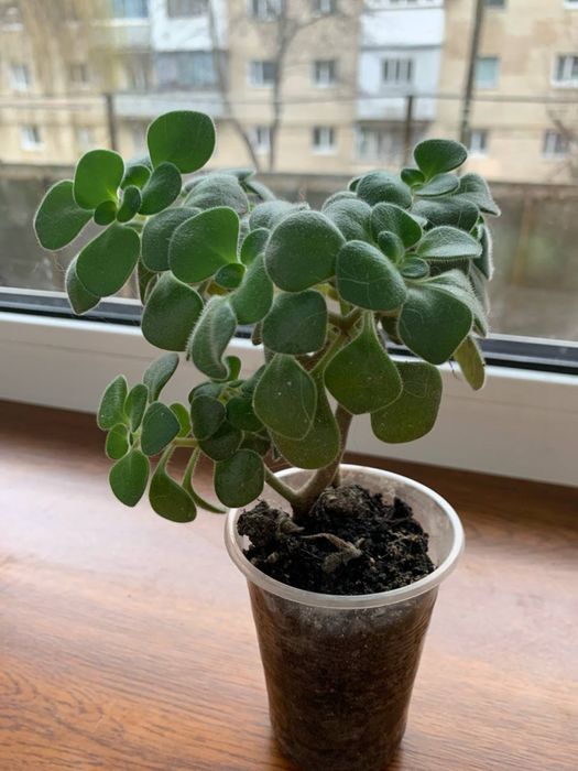 Квіти, вазони, кімнатні рослини(дифенбахія, грошове дерево)