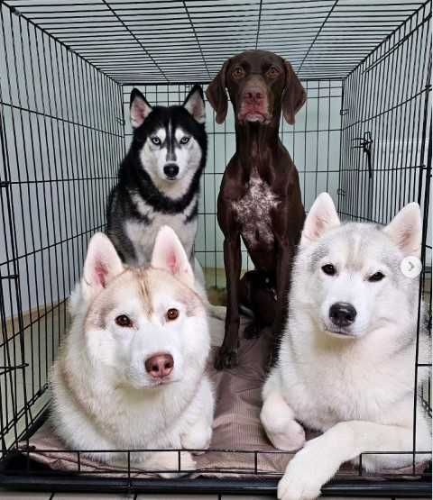 Переноска, клетка, клітка, вольер будка, домик для собак или кошек