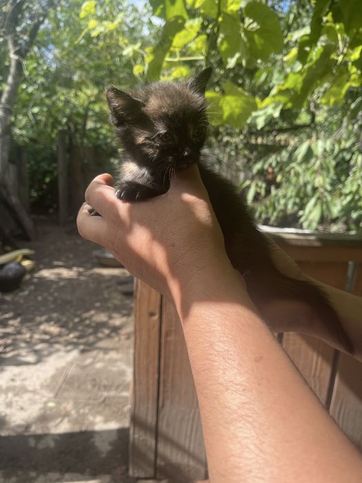 Кіцьки в добрі руки, безкоштовно.