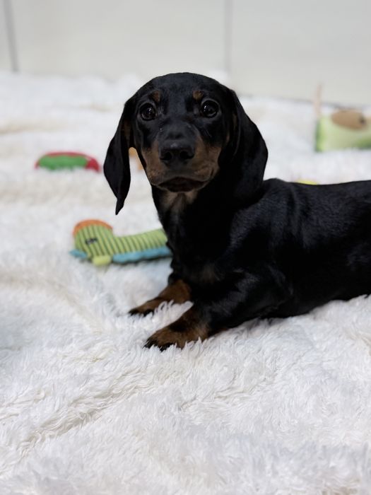 Teckel excelente e lindo machinho