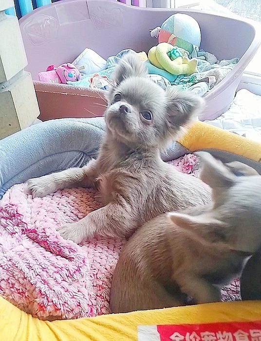 Мальчик чихуахуа лиловый..