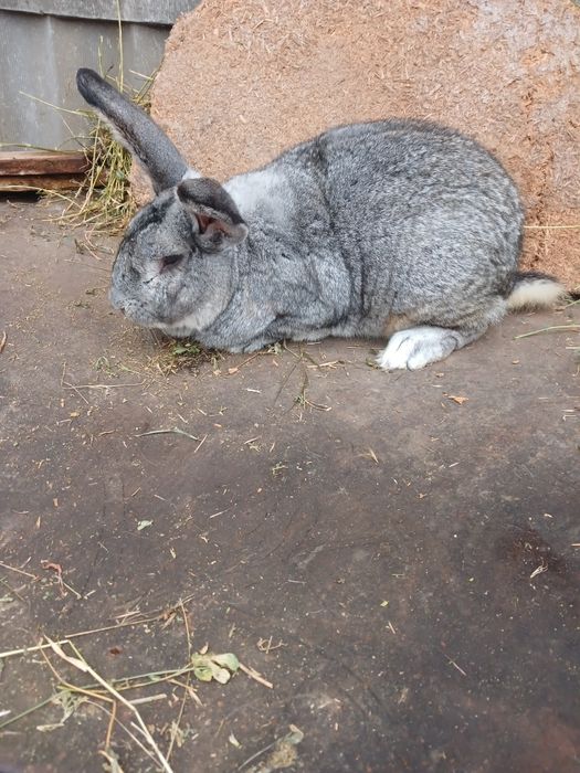 Продаються  кролики