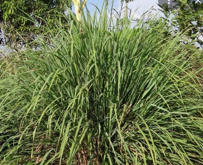 Cortador de jardim, mato e árvores