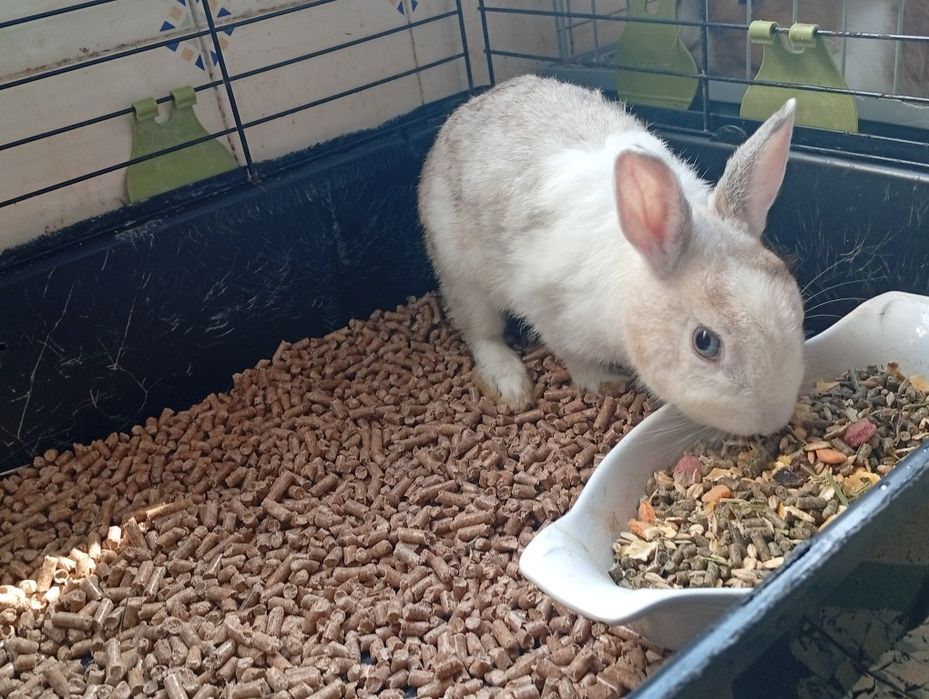 Coelhos anões pf leia a discrição