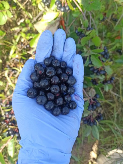 Aronia na Nalewki i Soki 8zł/kg | Ekologiczna | Bez Chemii + Wysyłka