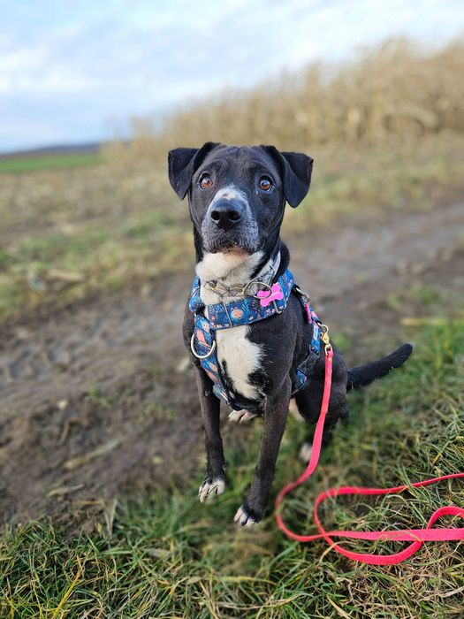 Merry na psią jedynaczkę