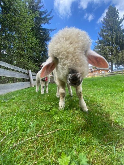 Wyjatkowy domek domki z jacuzzi do wynajęcia sauna cisza i spokójtermy