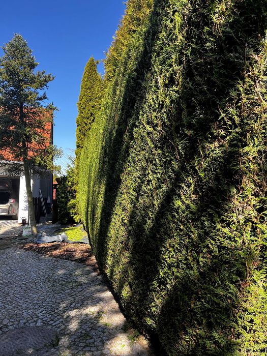 Usługi ogrodnicze- Czysty Plac- całe województwo śląskie