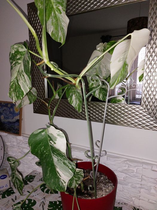 Monstera variegata