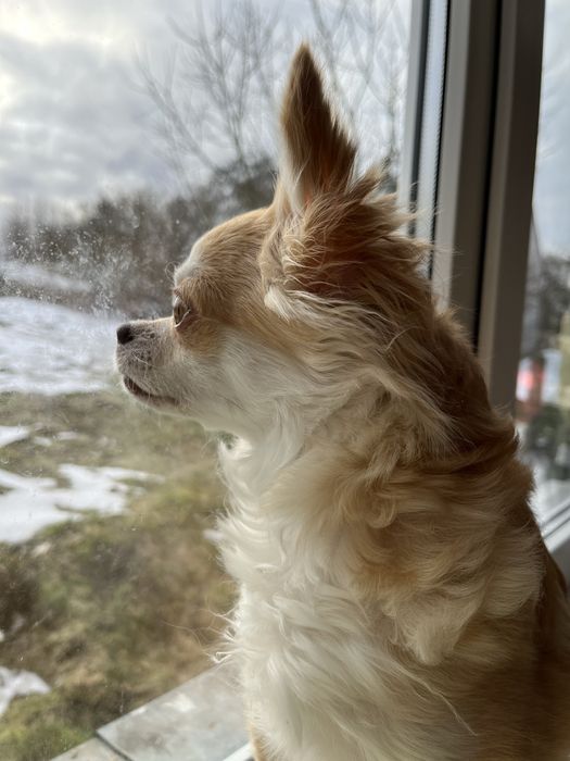 Продаж Чихуахуа цуценятки Львів