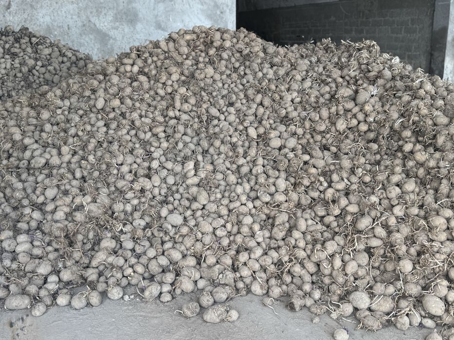 Ziemniaki Fontane 100 ton