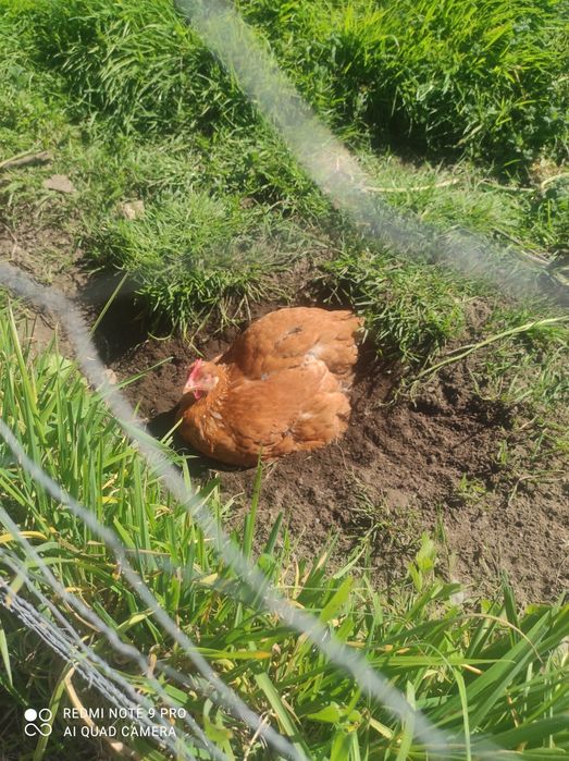 ovos do campo (quase biológicos)