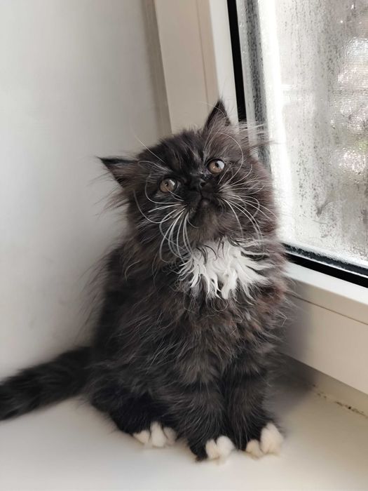 Нежная персидская девочка