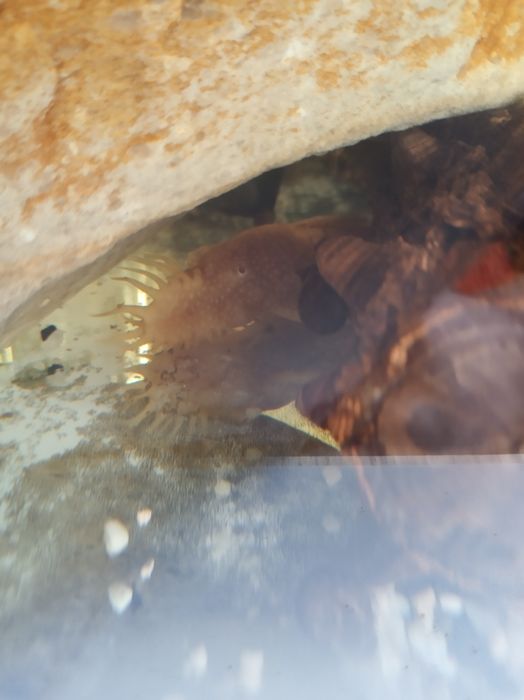 Glonojadki, zbrojnik albinosy