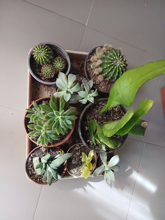Várias suculentas