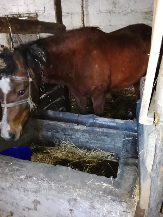 Продам спокійну робочу кобилу