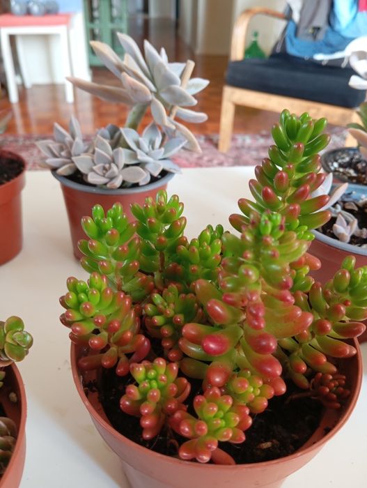 Suculentas desde 3 euros