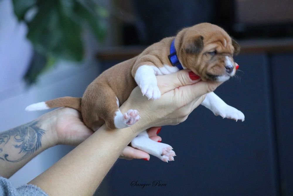 Samiec Szczeniak Basenji