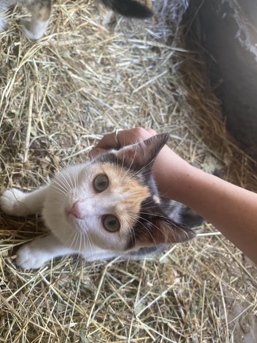 Котики в добрі руки