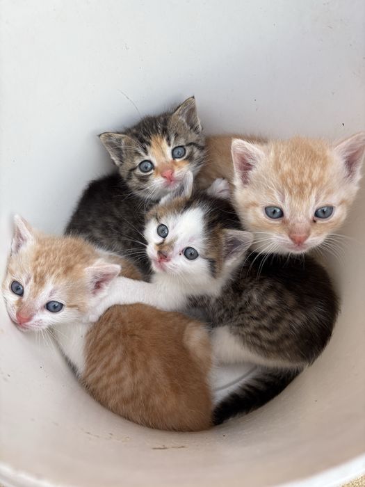 Kotek do adopcji szuka nowego domu