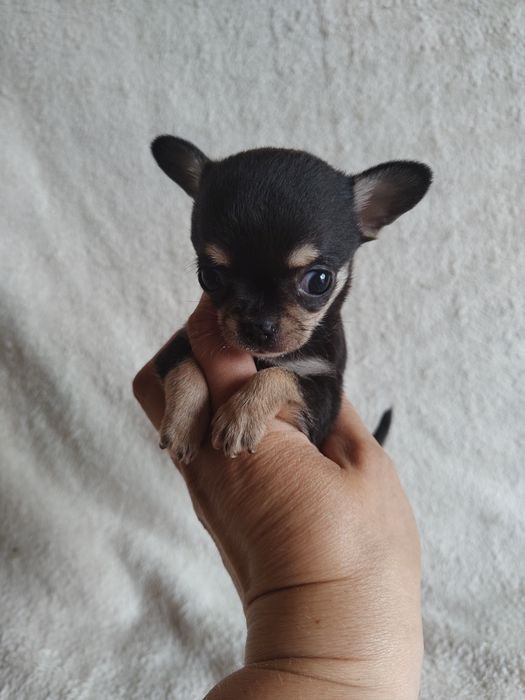 Chihuahua suczka