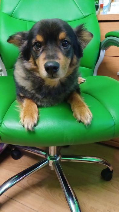 Oddam pieska w dobre ręce