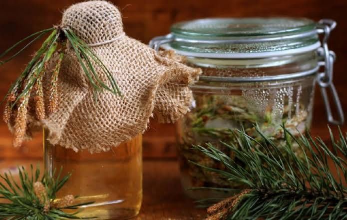 Хвоя соснова, чай з соснових голок