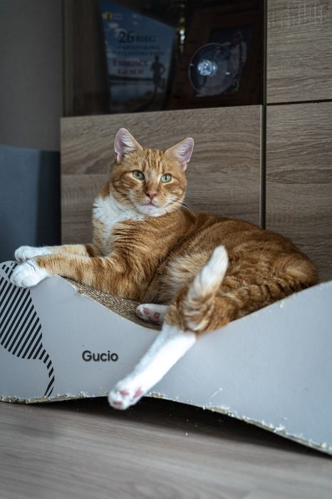 Do adopcji Ecik i Gucio