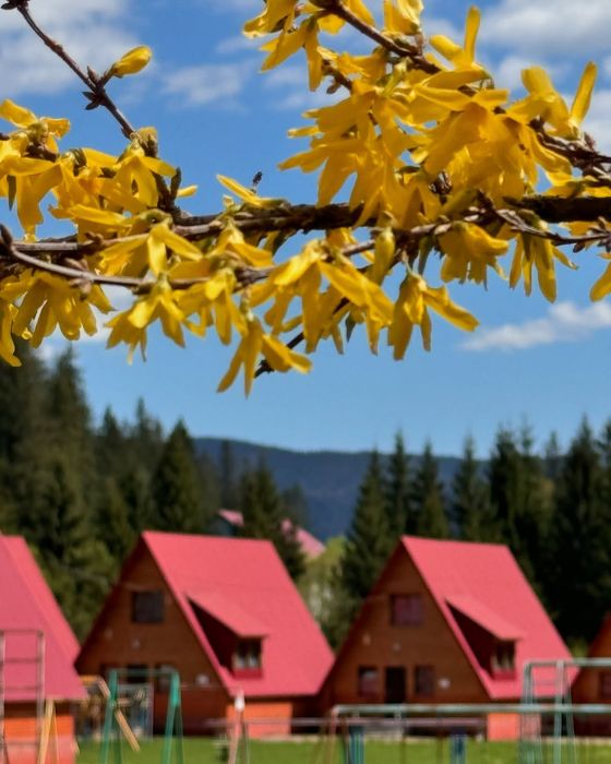 Будинок в Яблуниці. Проживання в Карпатах з харчуванням в Буковелі.