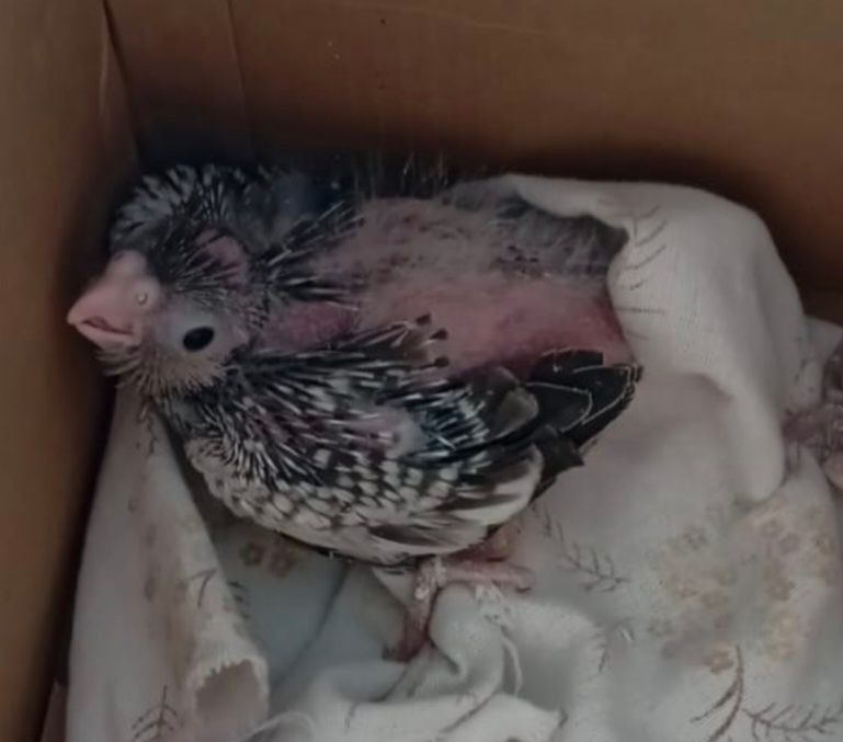 Caturras  criadas  à mão