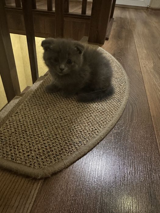 Чистокровні кошенята