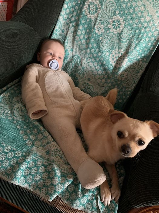Чіхуахуа хлопчик