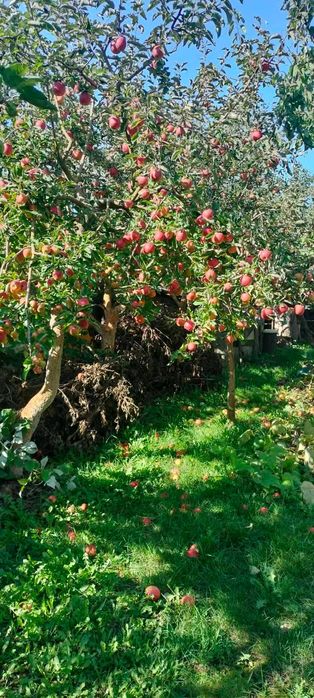 ОБРІЗАЮ плодові дерева. ЗРІЗАЮ різні дерева