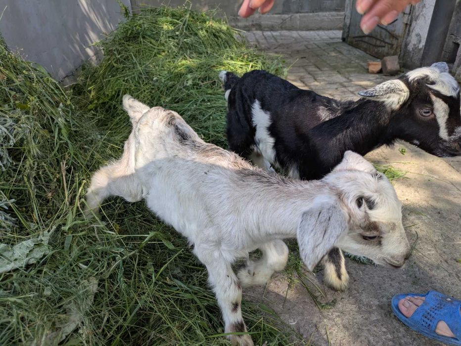Продам козенят молочних порід