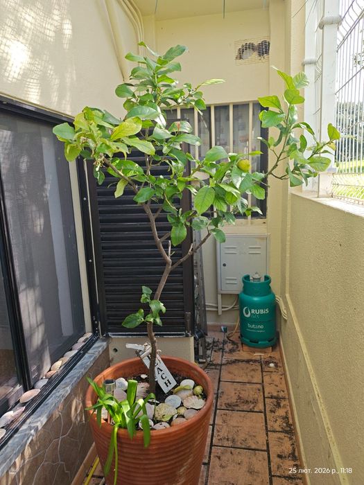 Lemon tree 7years