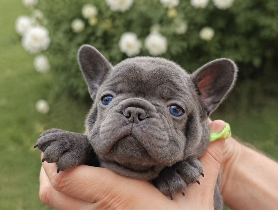 Ніжна гарна дівчинка