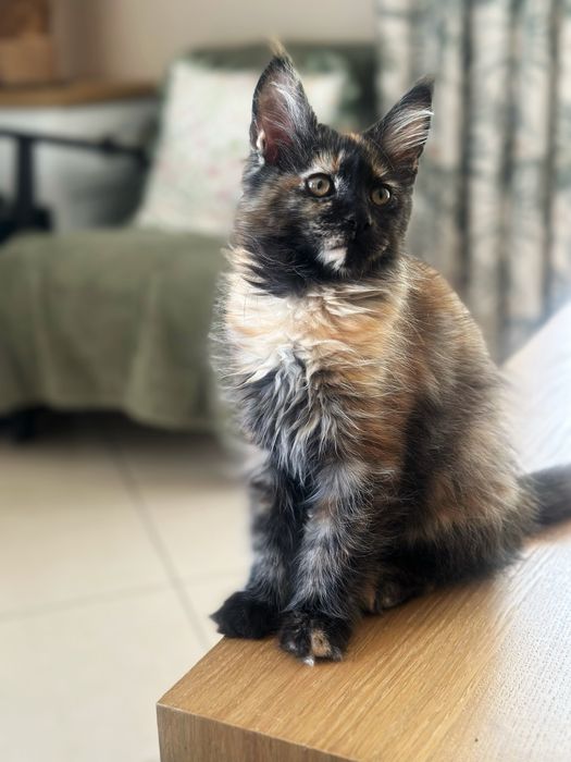 Czarna szylkretka Maine Coon