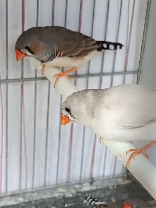 Mandarins ( casal )