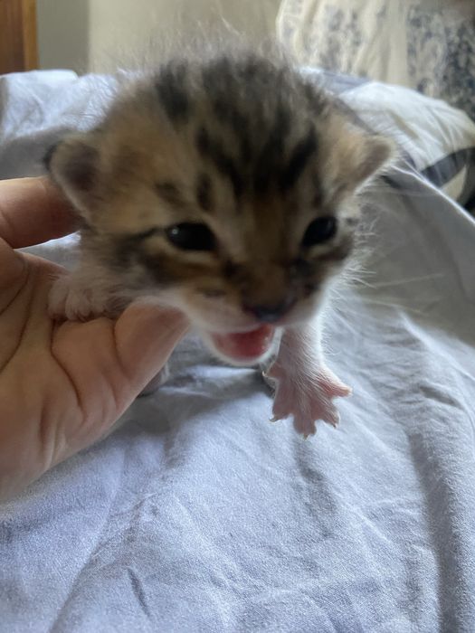 5 Gatinhos à Procura de um Lar Amoroso