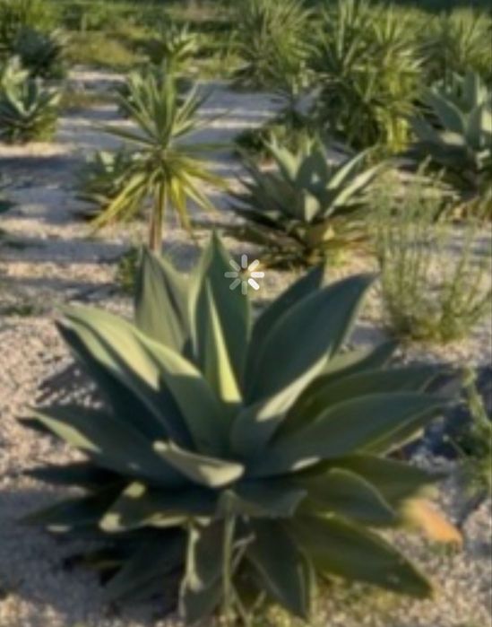Vendo Yuccas & Catos