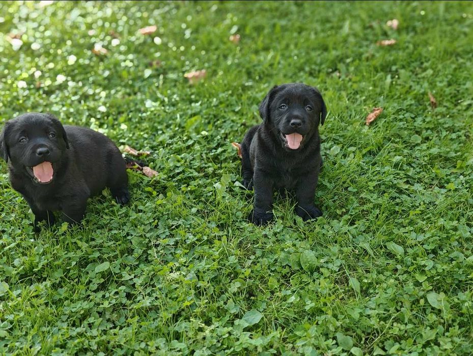 Labrador retriever czarny czekoladowy suka pies fci zkwp