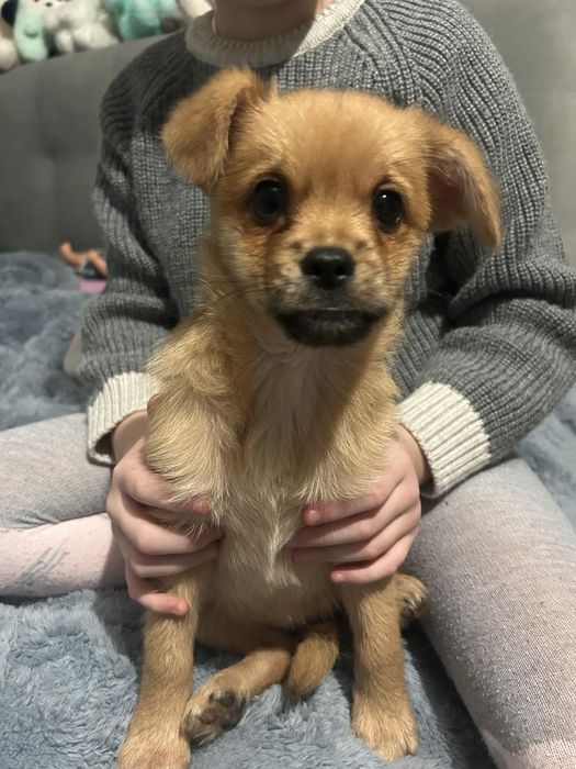 Віддам цуценя в добрі руки.