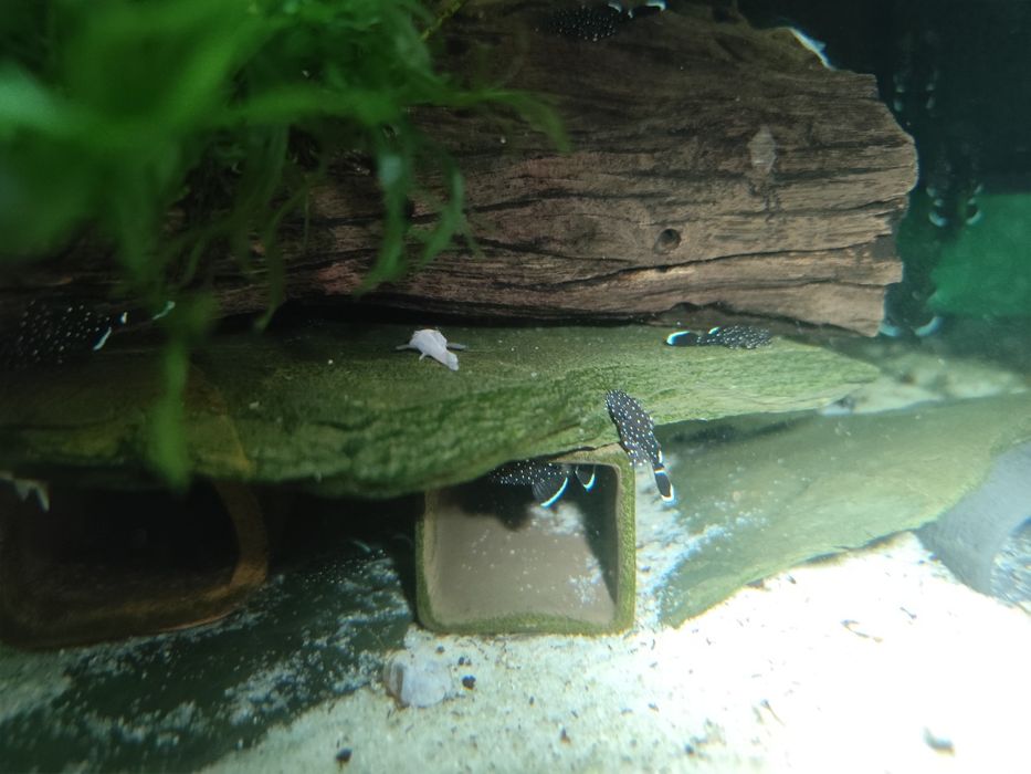 Ancistrus l183  F1 ( pleco Starlight) - 2cm
