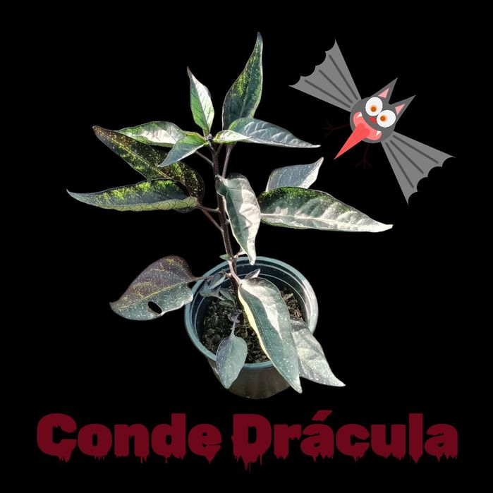 Plantas de Pimentas Raras e Exóticas (Malaguetas de Coleção)
Preço