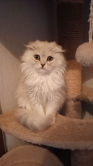 Шотландка длинношерстая мальчик 3мес Скотіш фолдмальчик